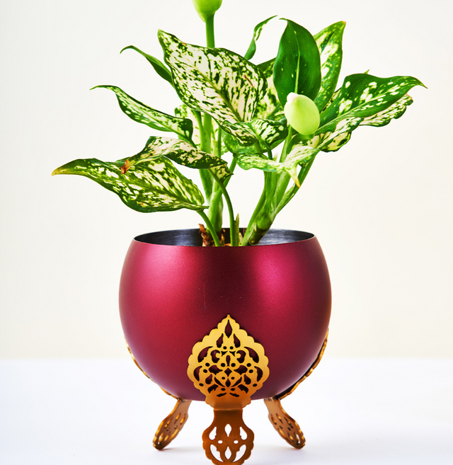 Aladdin Red Planter