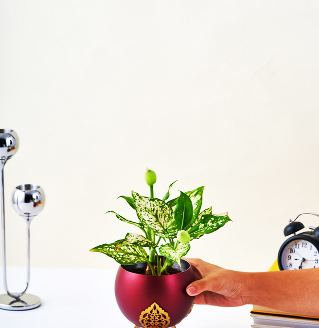 Aladdin Red Planter