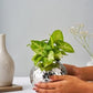 Leaf Vase Large – Elegant Stainless Steel Home Decor